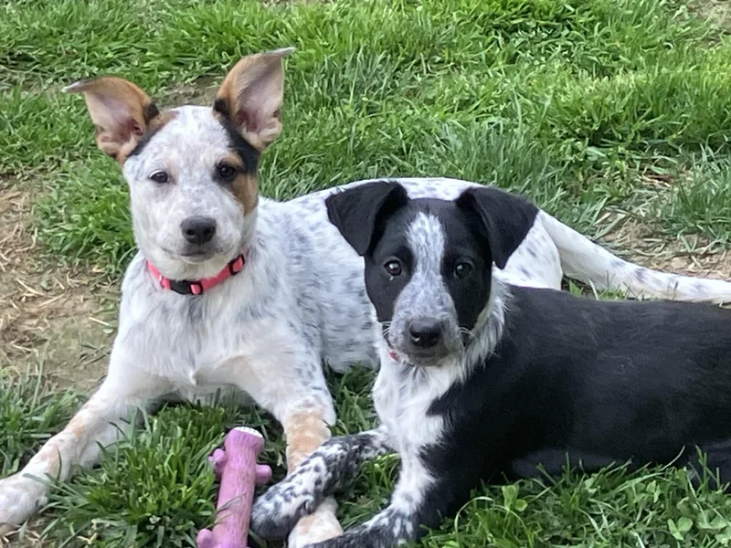 A young medium-sized male Australian Cattle Dog / Blue Heeler dog named Percy for adoption in Hempstead, NY
