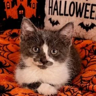 A baby small-sized male Gray / Blue / Silver Domestic Short Hair cat named Jim for adoption in Hawthorne, CA