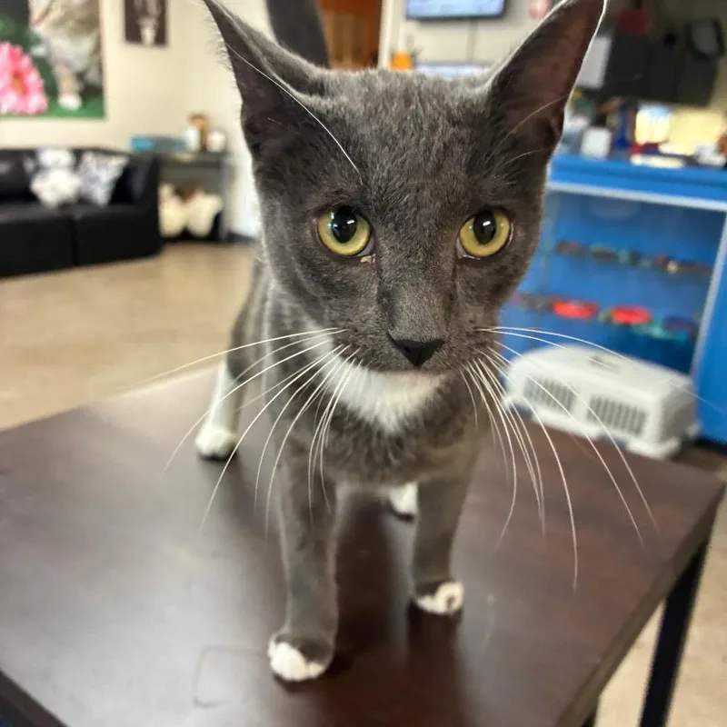 A young medium-sized male Gray / Blue / Silver Domestic Short Hair cat named Left Twix for adoption in South Haven, MI