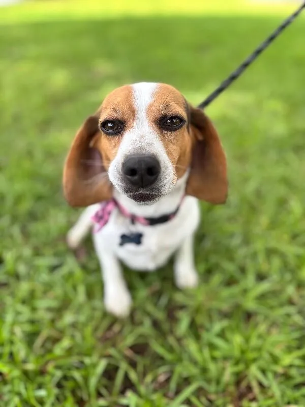 An adult medium-sized female Tricolor (Brown, Black, & White) Beagle dog named Wilma for adoption in Aiken, SC