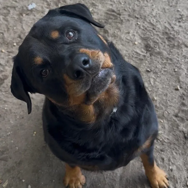 An adult large-sized female Rottweiler dog named Ruby the Rottie for adoption in Brookhaven, NY