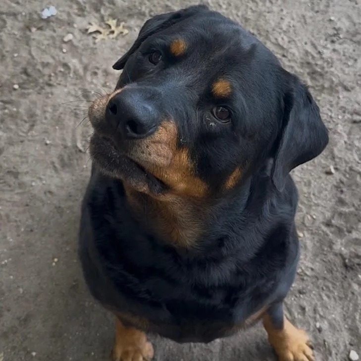 Ruby the Rottie thumbnail 2