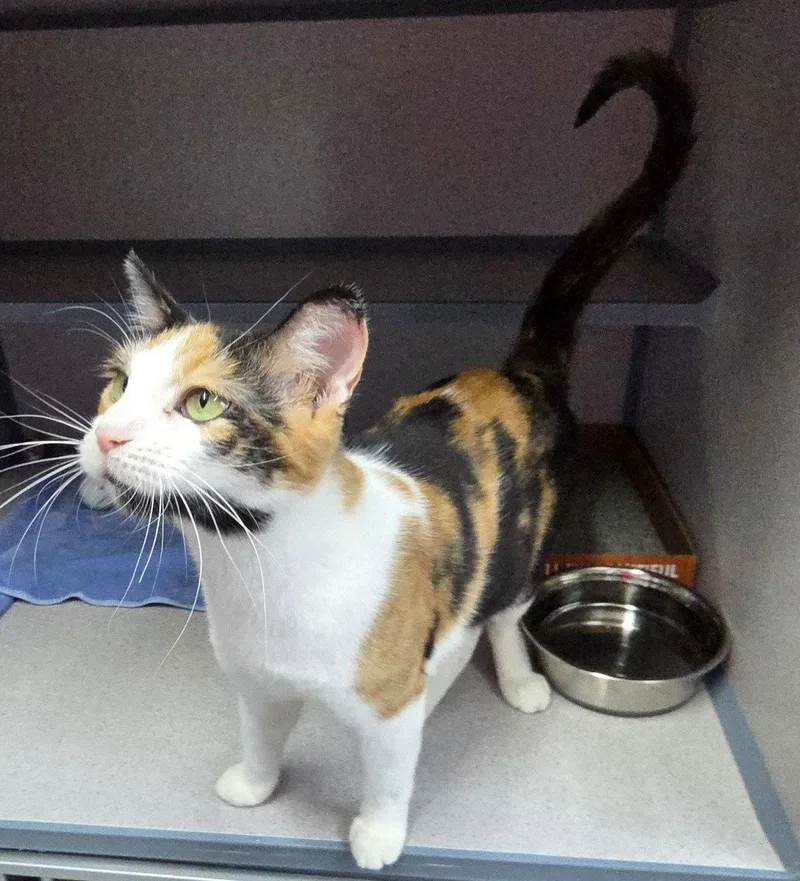 An adult medium-sized female Domestic Short Hair cat named Pixie for adoption in Knoxville, IA
