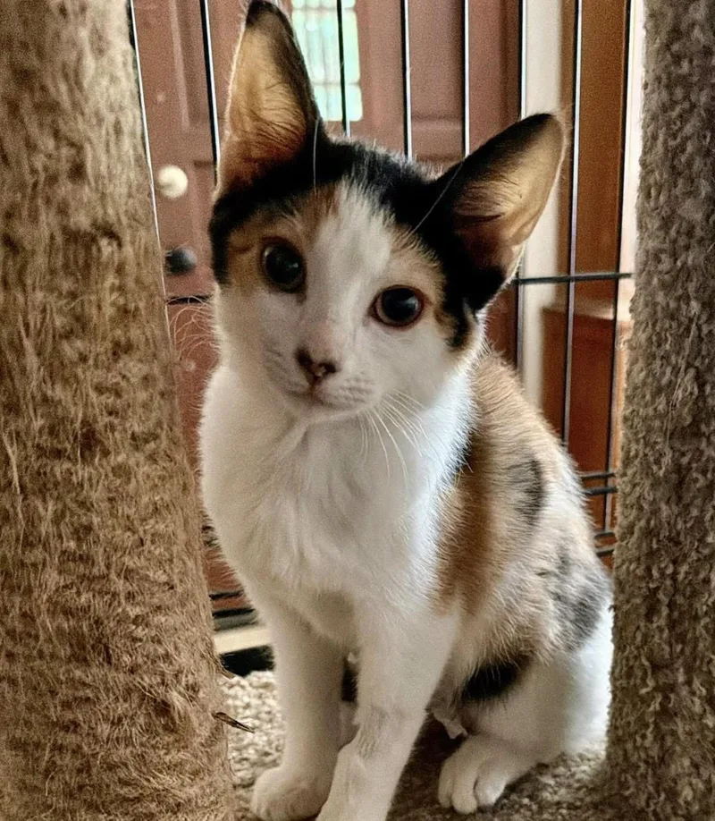 A baby medium-sized female Calico Domestic Short Hair cat named Cheyenne for adoption in Santa Rosa, CA