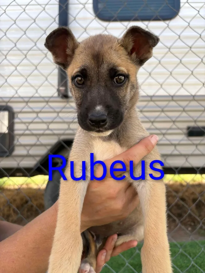 A baby large-sized male Belgian Shepherd / Malinois dog named Rubeus for adoption in Sierra Vista, AZ