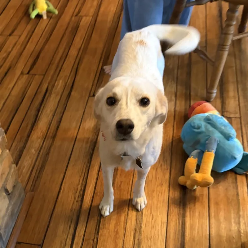 An adult medium-sized female Feist dog named Pixie for adoption in Fenton, MI