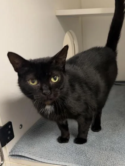An adult medium-sized female Domestic Short Hair cat named Allie for adoption in Savannah, GA
