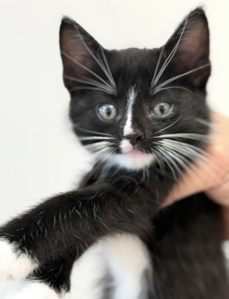 A baby medium-sized male Black & White / Tuxedo Domestic Short Hair cat named Namaste for adoption in Fertile, MN