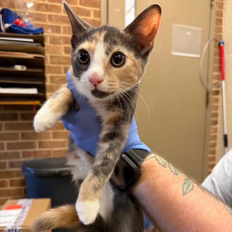 A baby small-sized female Calico Domestic Short Hair cat named Clarissa for adoption in Birmingham, AL