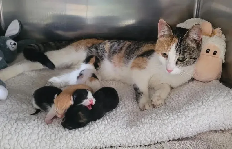 A young medium-sized female Calico Domestic Short Hair cat named Tabrina for adoption in Tomah, WI