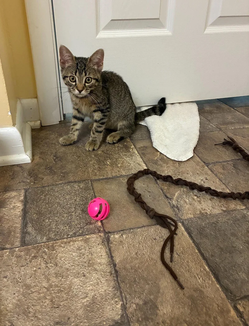 A baby medium-sized female Tabby cat named Gretal for adoption in Greenville, DE