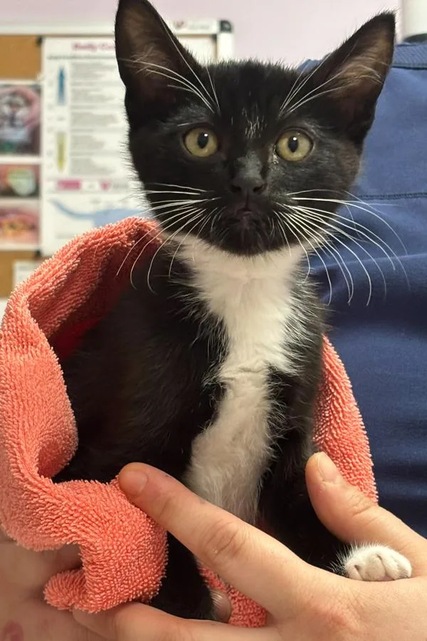 A baby small-sized female Domestic Short Hair cat named Ember for adoption in Vancouver, WA