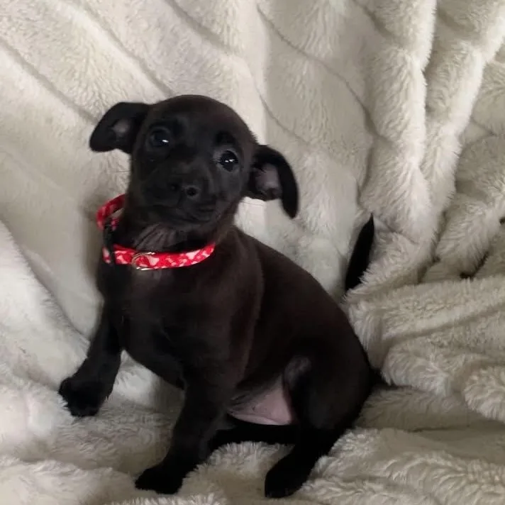 Peggy
