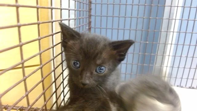 A baby small-sized male Domestic Short Hair cat named Rider for adoption in Miami, FL