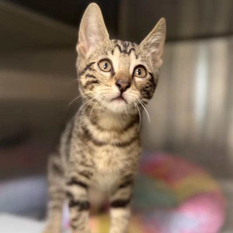 A baby small-sized male Domestic Short Hair cat named Melon for adoption in Los Angeles, CA
