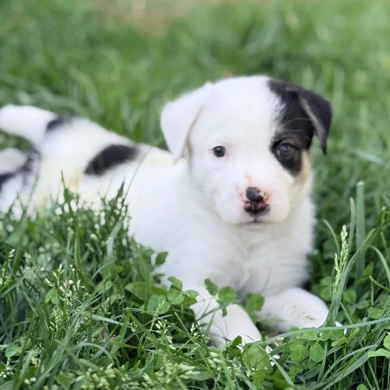 A baby medium-sized male Black Mixed Breed dog named Finnick for adoption in Columbia, MD