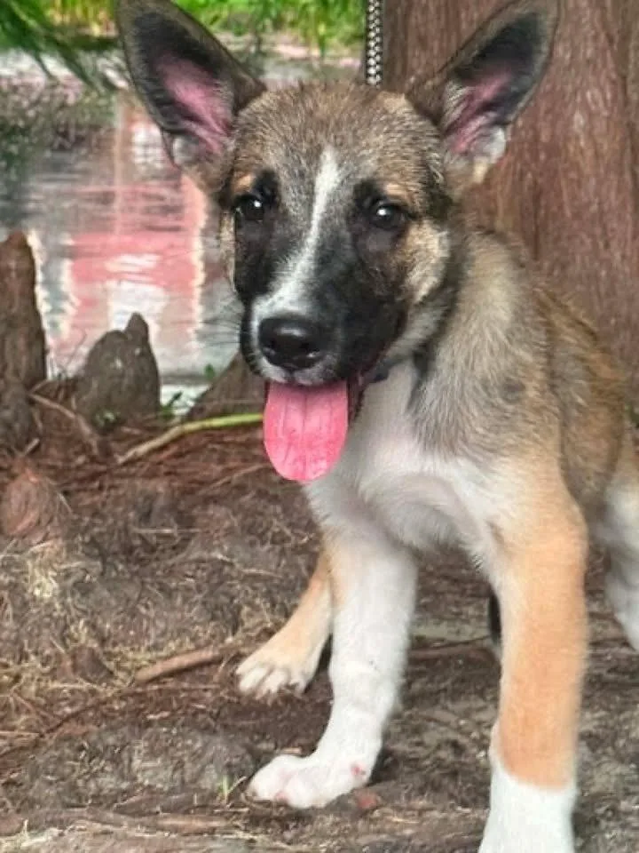 A baby large-sized male Shepherd dog named Philly for adoption in Windsor Locks, CT