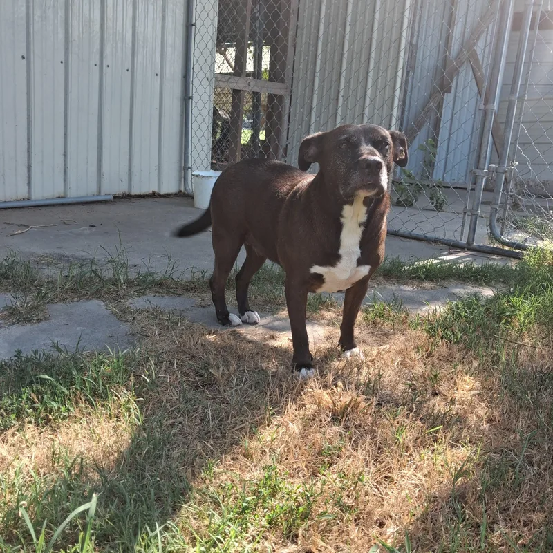 A senior medium-sized female Pit Bull Terrier dog named Bella for adoption in Newport, AR