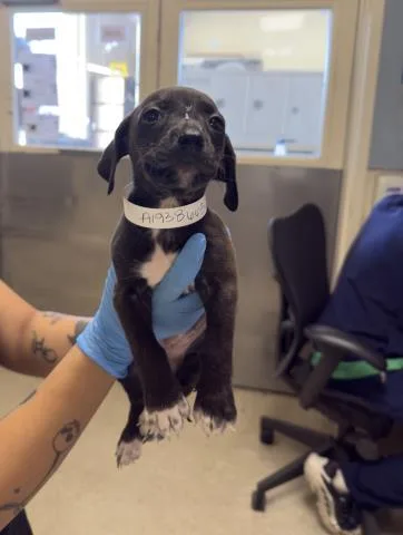 A baby small-sized female Shepherd dog named Lola for adoption in Riverside, CA