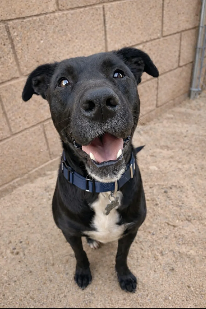 A young medium-sized female Black Labrador Retriever dog named Rosie for adoption in Oceanside , CA