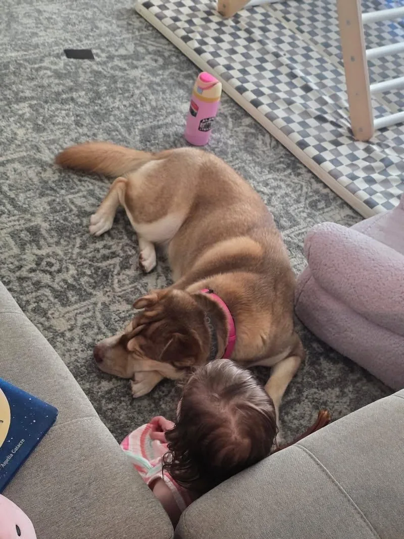 A young medium-sized female Apricot / Beige Husky dog named Mya for adoption in San Antonio, TX