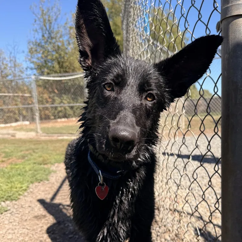 A young large-sized female Black Mixed Breed dog named Reba for adoption in Medford, OR