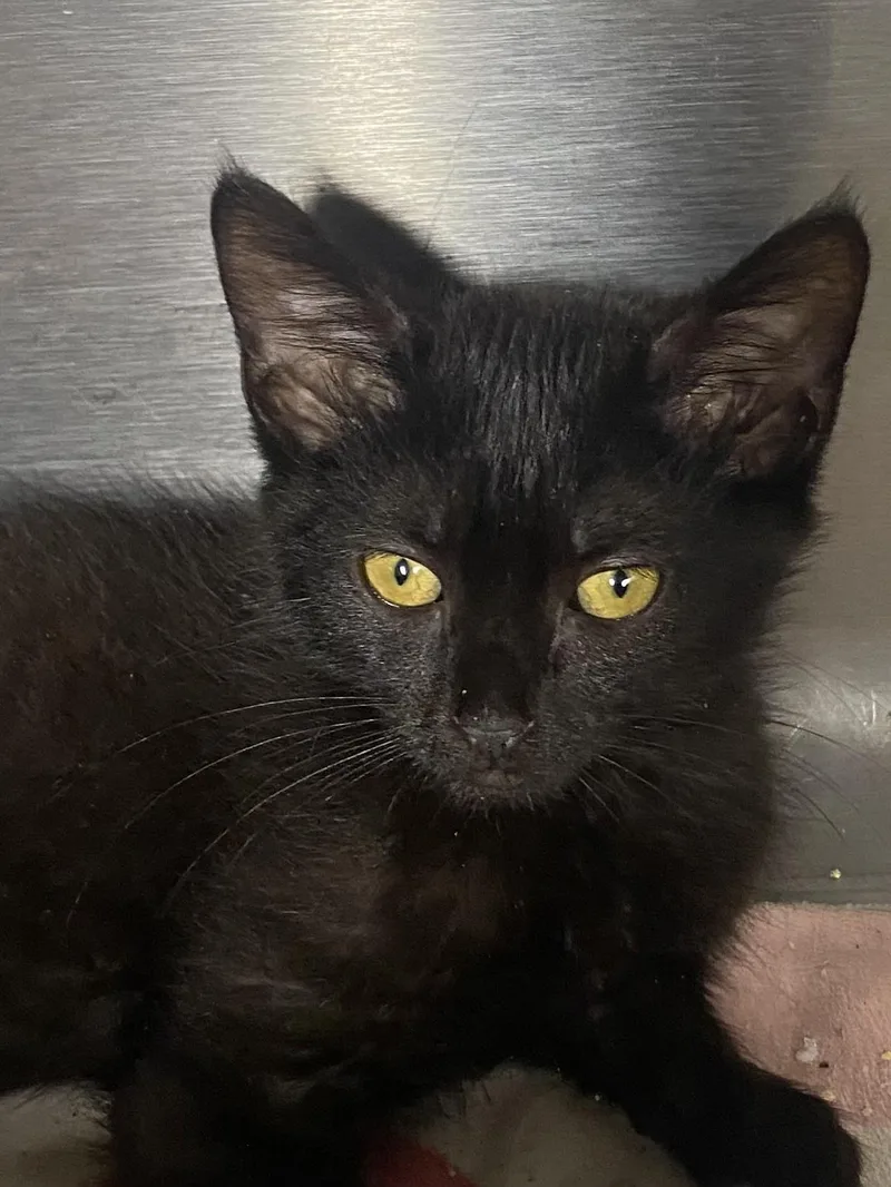 A baby medium-sized female Black Domestic Short Hair cat named Carrie for adoption in Spencer, IN