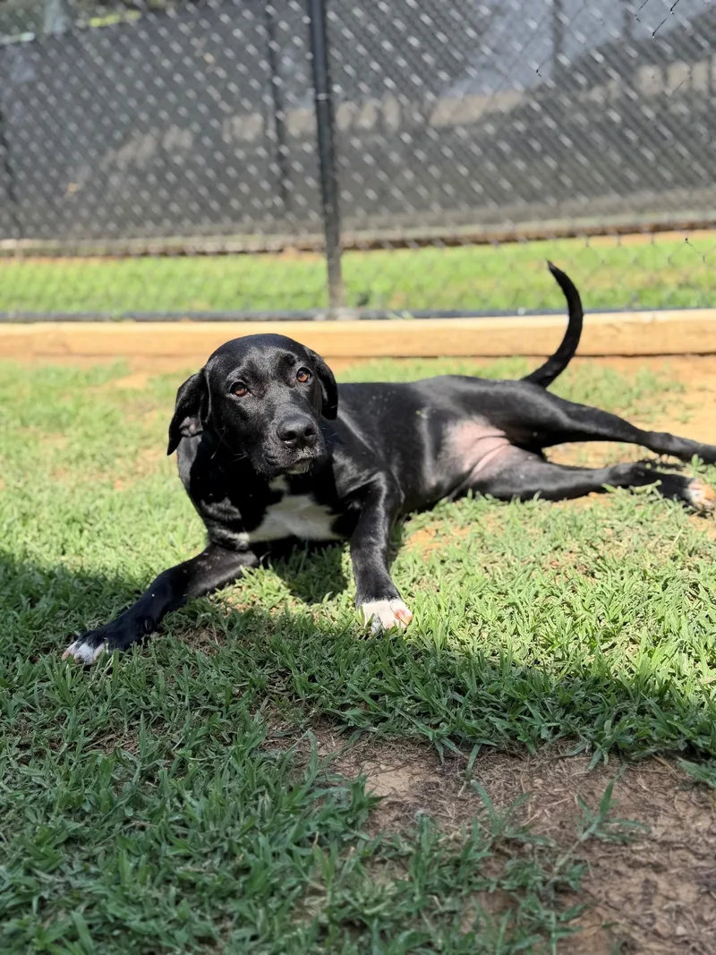 A young medium-sized female Black Labrador Retriever dog named Twinkie for adoption in Summerdale, AL