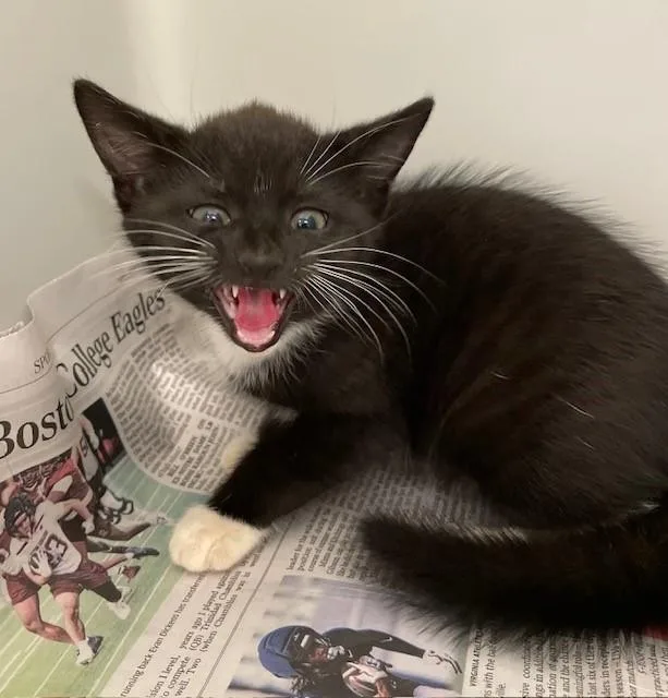 A baby medium-sized male Black & White / Tuxedo Domestic Short Hair cat named Cube for adoption in Stafford, VA