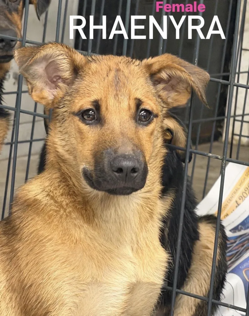 A baby medium-sized female Labrador Retriever dog named Rhaenyra for adoption in Pembroke, MA