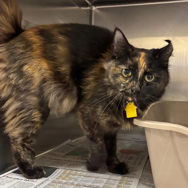 An adult medium-sized female Calico Domestic Short Hair cat named Lady for adoption in Springfield, MA