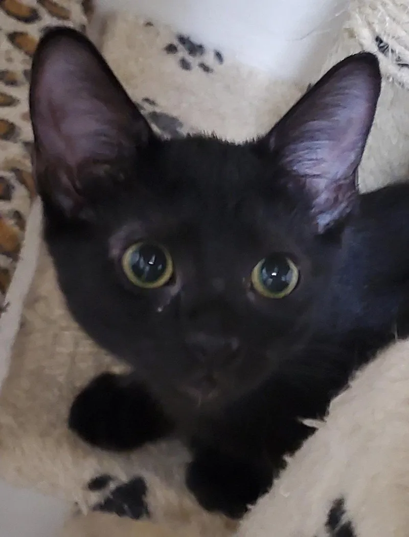 An adult medium-sized female Black Domestic Short Hair cat named Kahlua for adoption in Glendale, AZ
