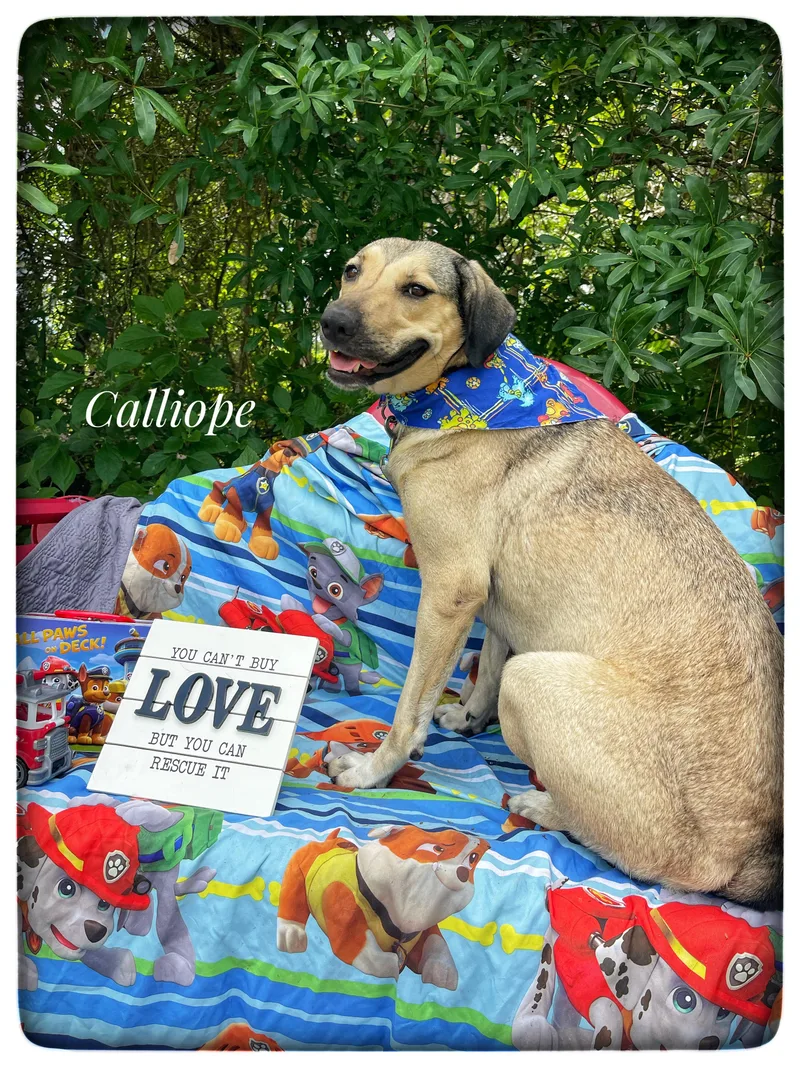 Calliope thumbnail 4