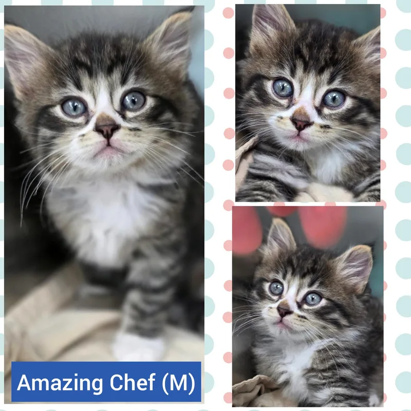 Chef