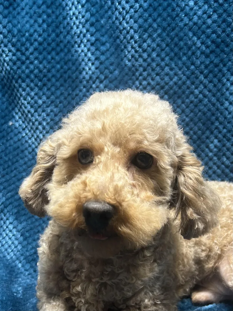 An adult small-sized male Standard Poodle dog named Otto for adoption in Elyria, OH