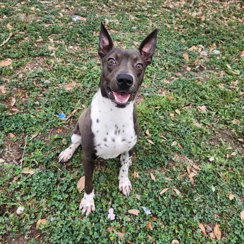 Rocko Gch thumbnail 2