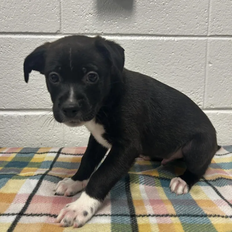 A baby small-sized male Black Mixed Breed dog named Inca for adoption in Spruce Pine, NC