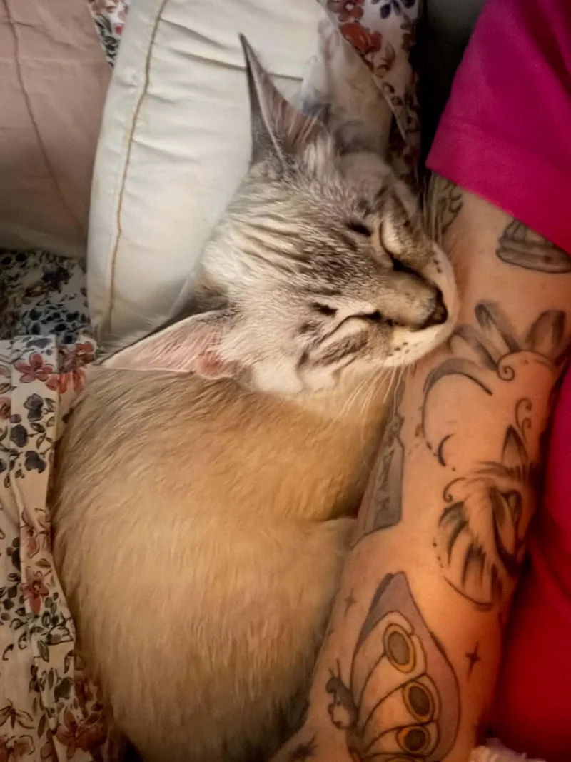 A young medium-sized male Siamese cat named Cowboy Crumb Catcher for adoption in Stephens City, VA