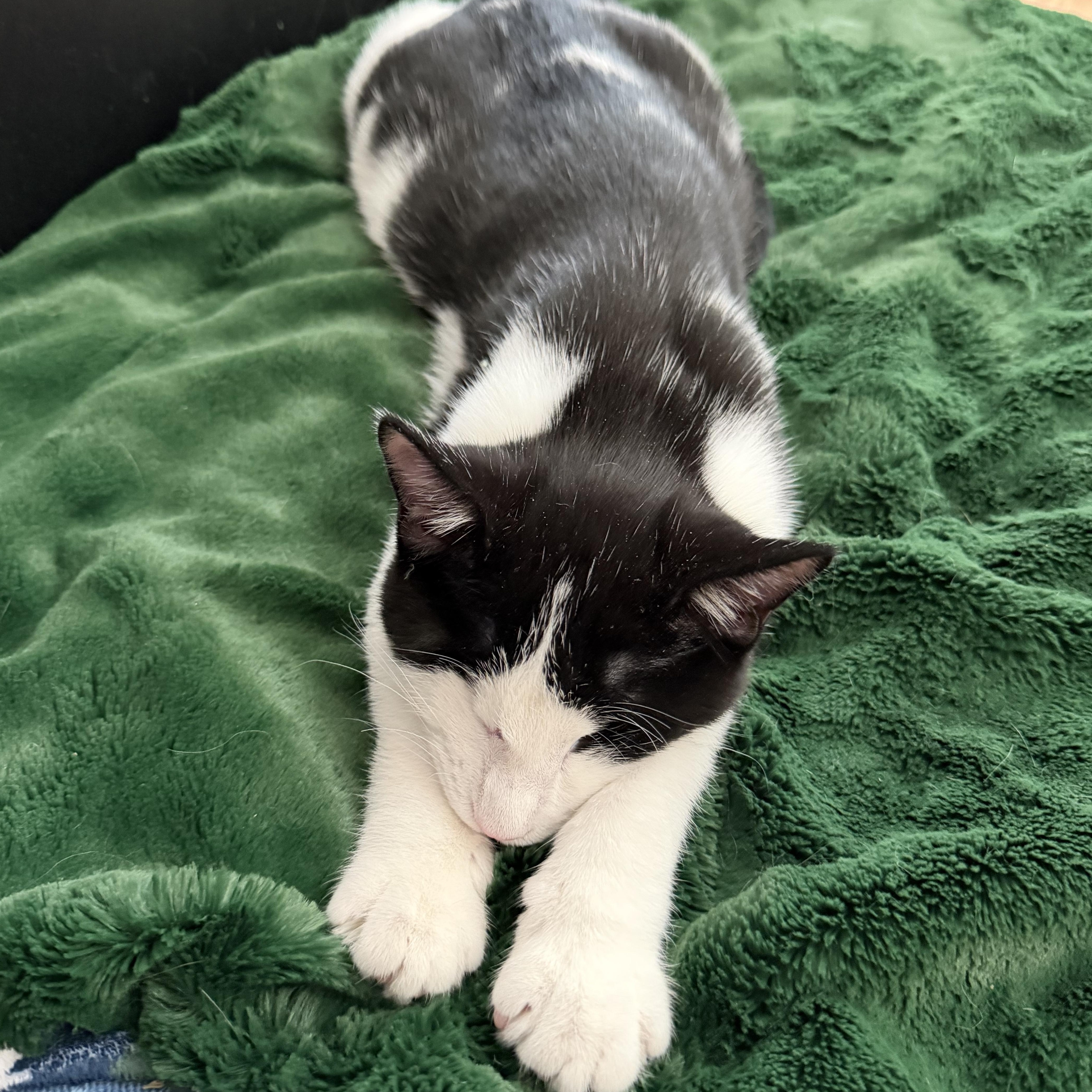 A baby medium-sized female Black Domestic Short Hair cat named Rika for adoption in Midvale, UT