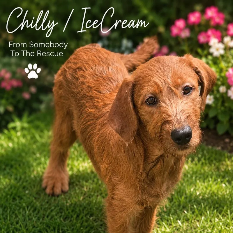 Chilly Or Icecream thumbnail 2