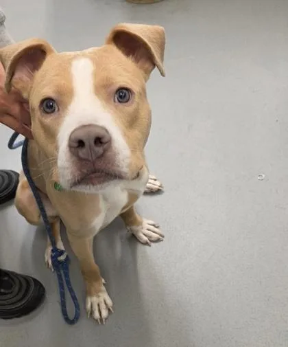 A young medium-sized male Pit Bull Terrier dog named Zeus for adoption in Seattle, WA