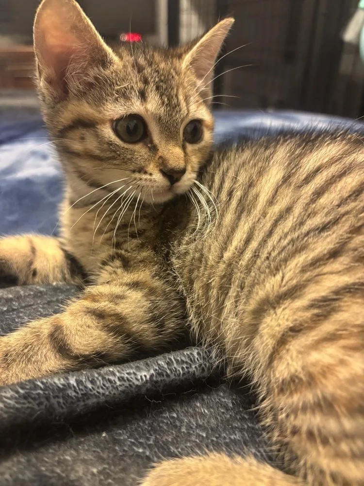 A baby small-sized female Brown / Chocolate Tabby cat named Siri for adoption in Greensboro, NC