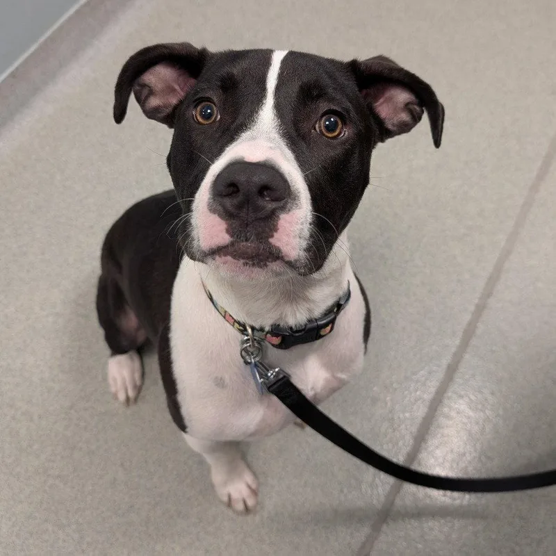 A young large-sized female Pit Bull Terrier dog named Onyx for adoption in New Castle, DE