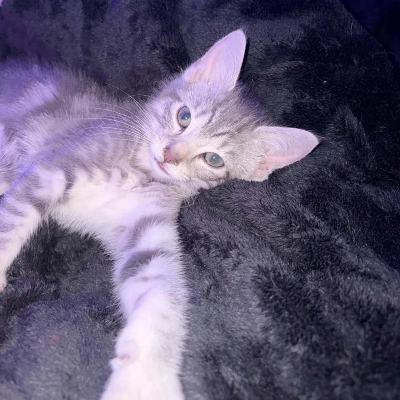 A baby small-sized female Gray / Blue / Silver Domestic Short Hair cat named Chanel for adoption in Shelbyville, IN