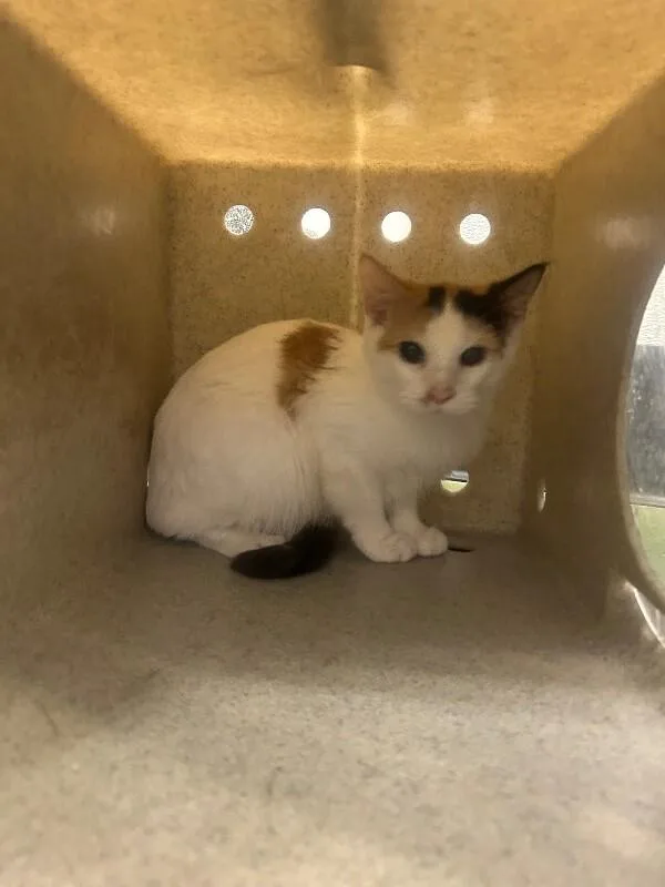 A young small-sized female Domestic Short Hair cat named Bubbles for adoption in Fruit Heights, UT