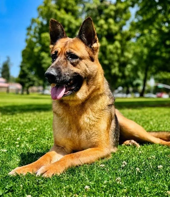 An adult large-sized female German Shepherd Dog dog named Velma for adoption in Bakersfield, CA