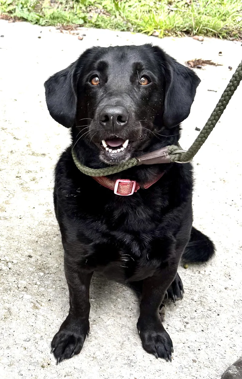 An adult medium-sized female Black Labrador Retriever dog named Lacie for adoption in Andover, MA