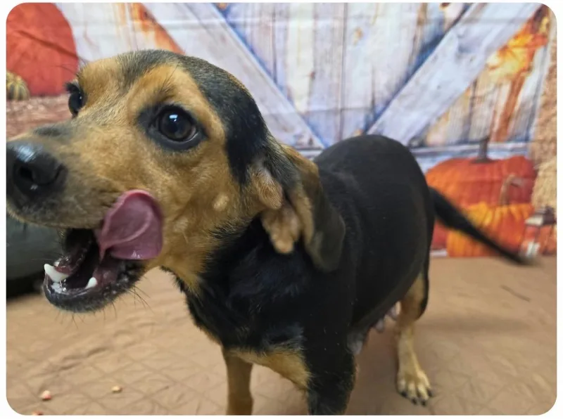 An adult small-sized female Dachshund dog named Marmee for adoption in Hamilton , NJ
