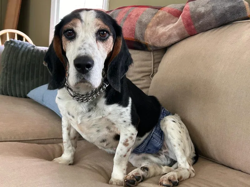 Percy  In Rhode thumbnail 2