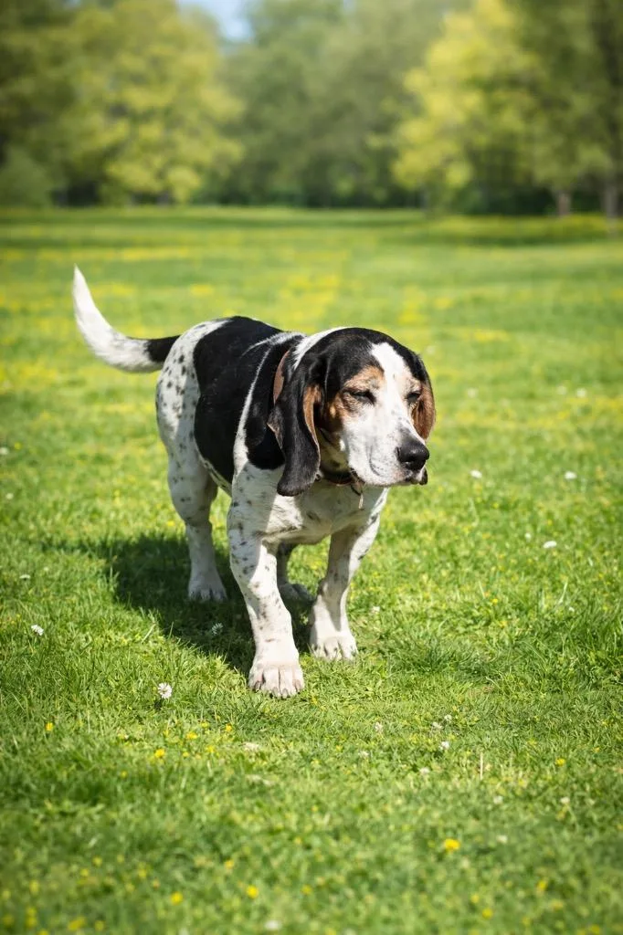 Percy  In Rhode thumbnail 5